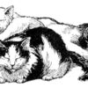 Clear Window Cling 6 inch x 4 inch Line Drawing Sleeping Cats