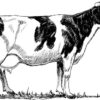 Clear Window Cling 6 inch x 4 inch Line Drawing Holstein Cow