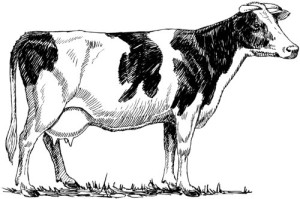 Clear Window Cling 6 inch x 4 inch Line Drawing Holstein Cow