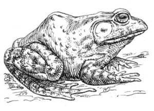 Pack of 4, 6 inch x 4 inch Gloss Stickers Line Drawing Bullfrog