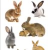 Paper House ST-2221E 6-Pack Photo Real Stickypix Stickers, 2-Inch by 4-Inch, Bunnies