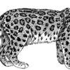 Pack of 4, 6 inch x 4 inch Gloss Stickers Line Drawing Snow Leopard