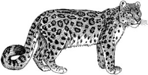 Pack of 4, 6 inch x 4 inch Gloss Stickers Line Drawing Snow Leopard