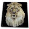 db_36132_1 777images Digital Paintings Wildlife – African lion full head view in color on black background in digital oils. – Drawing Book – Drawing Book 8 x 8 inch