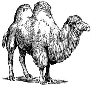 Pack of 4, 6 inch x 4 inch Gloss Stickers Line Drawing Camel
