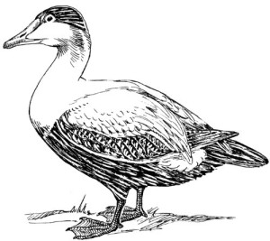 Pack of 4, 6 inch x 4 inch Gloss Stickers Line Drawing Eider Duck