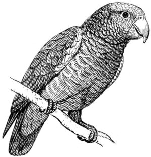 Pack of 4, 6 inch x 4 inch Gloss Stickers Line Drawing Parrot