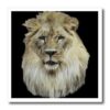 ht_36132_3 777images Digital Paintings Wildlife – African lion full head view in color on black background in digital oils. – Iron on Heat Transfers – 10×10 Iron on Heat Transfer for White Material