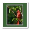 ht_20531_3 777images Digital Paintings Wildlife – Red Cardinal in a tree Digital Oil Painting – Iron on Heat Transfers – 10×10 Iron on Heat Transfer for White Material