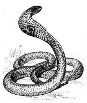 Clear Window Cling 6 inch x 4 inch Line Drawing Cobra