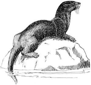 Clear Window Cling 6 inch x 4 inch Line Drawing Otter