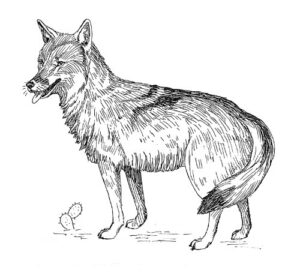 Pack of 4, 6 inch x 4 inch Gloss Stickers Line Drawing Coyote
