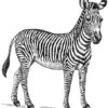 Clear Window Cling 6 inch x 4 inch Line Drawing Zebra