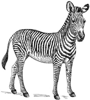 Clear Window Cling 6 inch x 4 inch Line Drawing Zebra