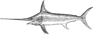 Pack of 4, 6 inch x 4 inch Gloss Stickers Line Drawing Swordfish