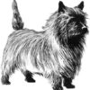 Clear Window Cling 6 inch x 4 inch Line Drawing Cairn Terrier