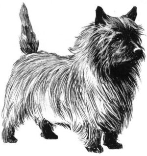 Clear Window Cling 6 inch x 4 inch Line Drawing Cairn Terrier
