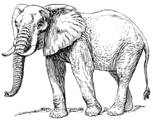Clear Window Cling 6 inch x 4 inch Line Drawing African Elephant