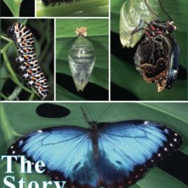 The Story of the Butterfly