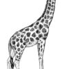 Clear Window Cling 6 inch x 4 inch Line Drawing Giraffe