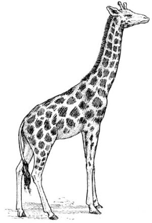 Clear Window Cling 6 inch x 4 inch Line Drawing Giraffe