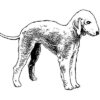 Clear Window Cling 6 inch x 4 inch Line Drawing Bedlington Terrier