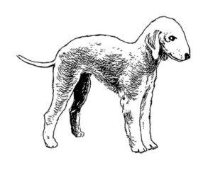Clear Window Cling 6 inch x 4 inch Line Drawing Bedlington Terrier