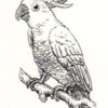 Pack of 4, 6 inch x 4 inch Gloss Stickers Line Drawing Cockatoo