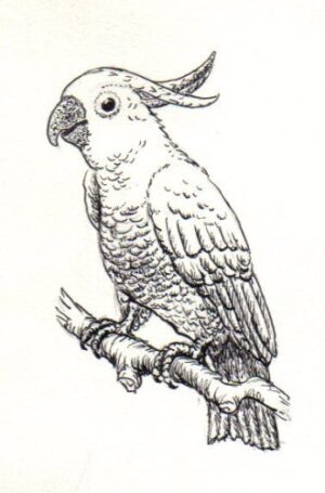 Pack of 4, 6 inch x 4 inch Gloss Stickers Line Drawing Cockatoo