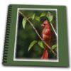 db_20531_1 777images Digital Paintings Wildlife – Red Cardinal in a tree Digital Oil Painting – Drawing Book – Drawing Book 8 x 8 inch