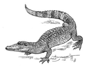 Pack of 4, 6 inch x 4 inch Gloss Stickers Line Drawing Crocodile