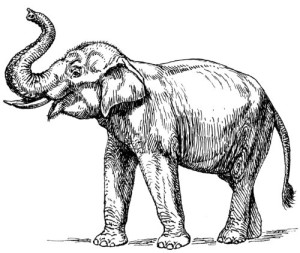 Clear Window Cling 6 inch x 4 inch Line Drawing Indian Elephant