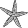 Clear Window Cling 6 inch x 4 inch Line Drawing Starfish
