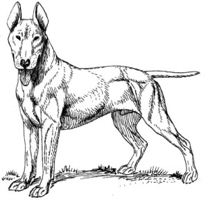 Pack of 4, 6 inch x 4 inch Gloss Stickers Line Drawing Bull Terrier