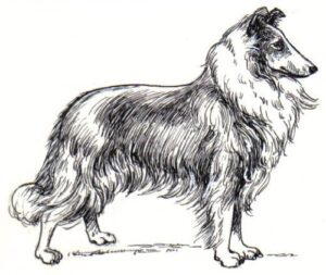 Clear Window Cling 6 inch x 4 inch Line Drawing Collie 2