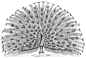 Clear Window Cling 6 inch x 4 inch Line Drawing Peacock
