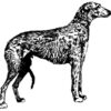 Pack of 4, 6 inch x 4 inch Gloss Stickers Line Drawing Scottish Deerhound