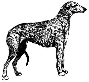 Pack of 4, 6 inch x 4 inch Gloss Stickers Line Drawing Scottish Deerhound
