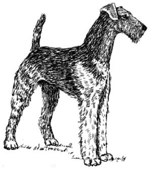 Clear Window Cling 6 inch x 4 inch Line Drawing Airedale Terrier
