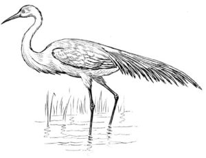 Clear Window Cling 6 inch x 4 inch Line Drawing Egret