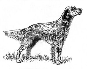 Clear Window Cling 6 inch x 4 inch Line Drawing English Setter