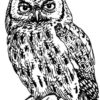 Clear Window Cling 6 inch x 4 inch Line Drawing Owl