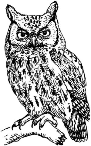 Clear Window Cling 6 inch x 4 inch Line Drawing Owl
