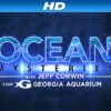 Ocean Mysteries – Mysterious Mantas [HD]