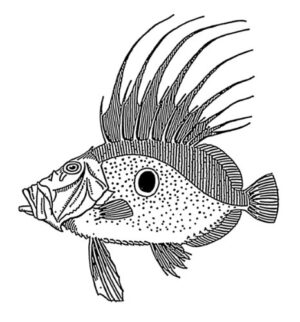 Pack of 4, 6 inch x 4 inch Gloss Stickers Line Drawing Dory Fish