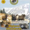 Bighorn Showdowns