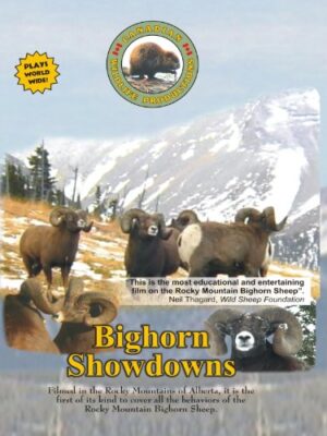 Bighorn Showdowns
