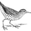 Clear Window Cling 6 inch x 4 inch Line Drawing Sandpiper