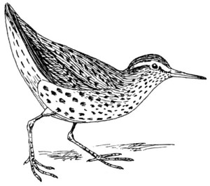 Clear Window Cling 6 inch x 4 inch Line Drawing Sandpiper