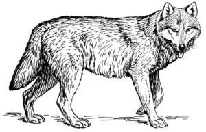 Pack of 4, 6 inch x 4 inch Gloss Stickers Line Drawing Wolf 1